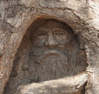 The Face Tree near Burke and Wills Dig Tree - VIC Tourism