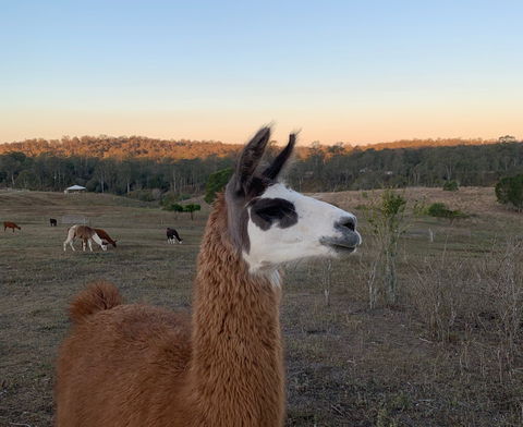 The Llama Farm - VIC Tourism 0