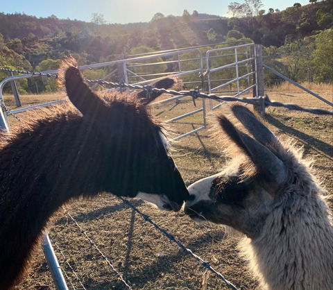 The Llama Farm - VIC Tourism 1