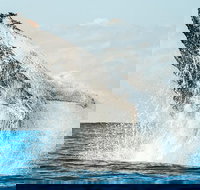 Premier Whale Watching Byron Bay - VIC Tourism