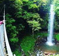 Rainforest  Waterfall Experience - VIC Tourism