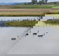 Beardy Waters Dam and Woodlands - VIC Tourism