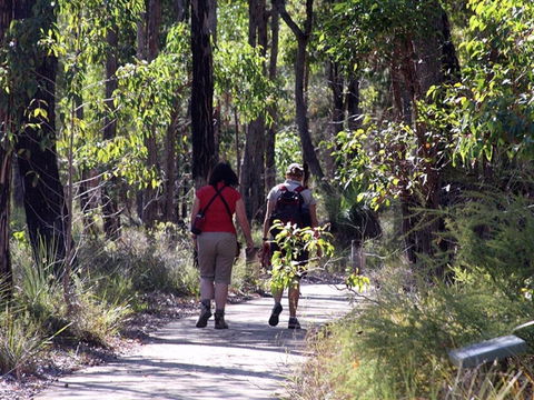 Forest Path, Crooked Brook - VIC Tourism 0