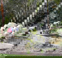 Maroochy Regional Bushland Botanic Garden - VIC Tourism