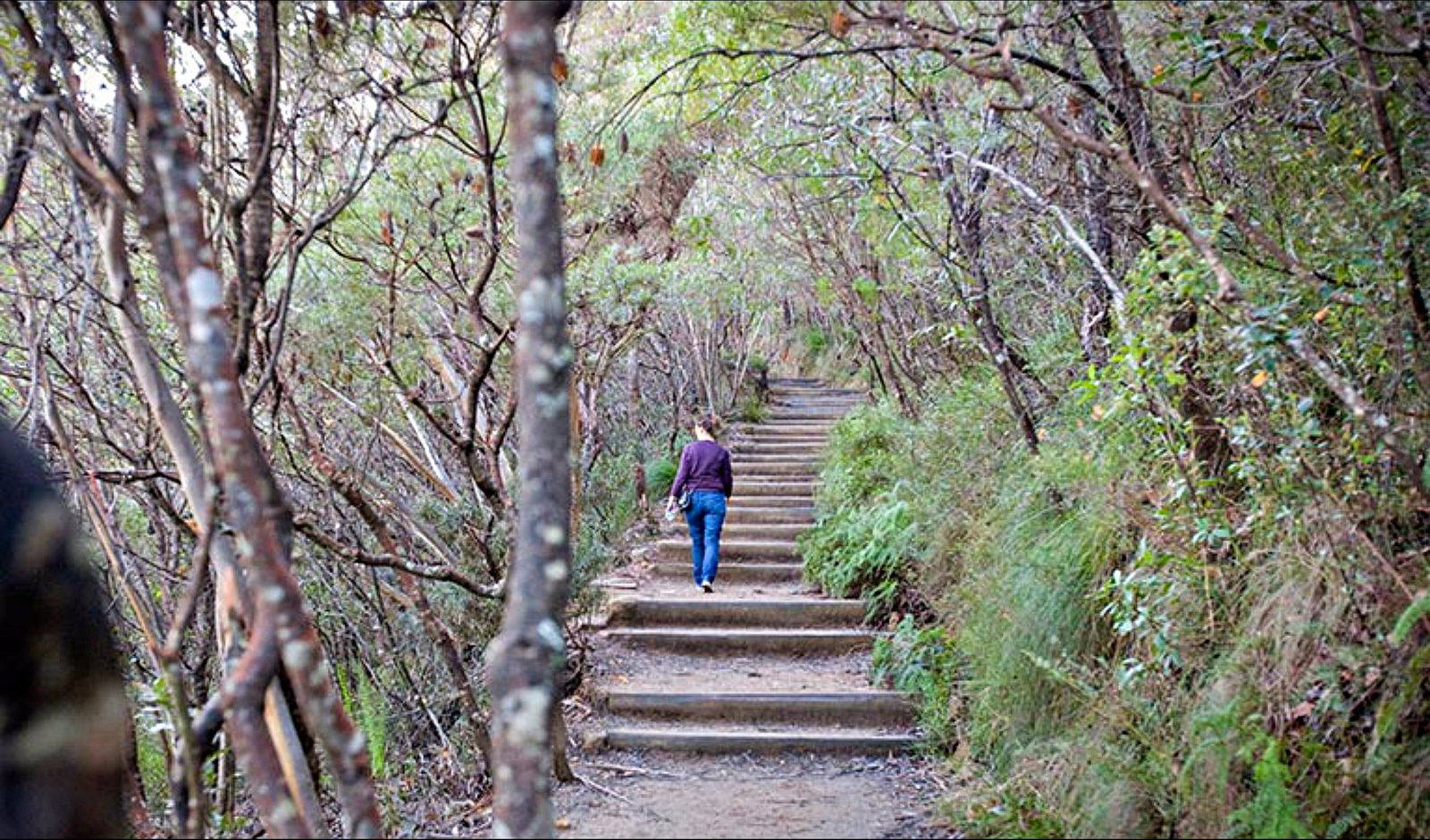 Wentworth Falls NSW VIC Tourism