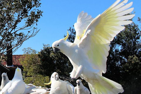 Half Day Manly Beach And More - VIC Tourism 1