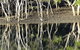 Sunset Eco Rainforest River Cruise - thumb 3