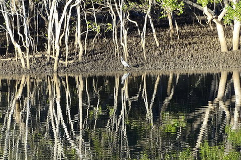 Sunset Eco Rainforest River Cruise - VIC Tourism 3