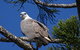 Byron Bay Rainforest Eco-Cruise - thumb 2