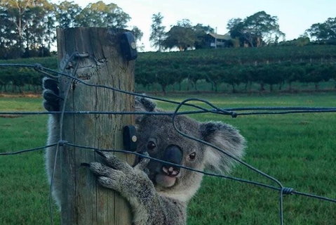 The Secret Vines Experience Port Macquarie - VIC Tourism 1