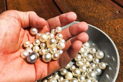 Australian Pearl Experience & Kangaroo Encounter Day Trip From Sydney - VIC Tourism 0