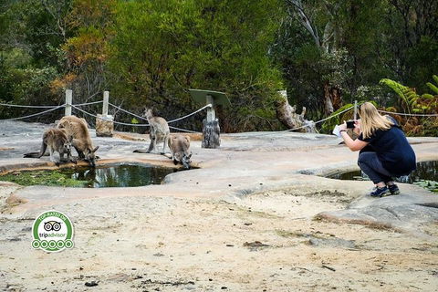 Australian Pearl Experience & Kangaroo Encounter Day Trip From Sydney - VIC Tourism 4