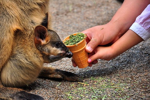 Blue Mountains Highlights & Wildlife Park - VIC Tourism 3