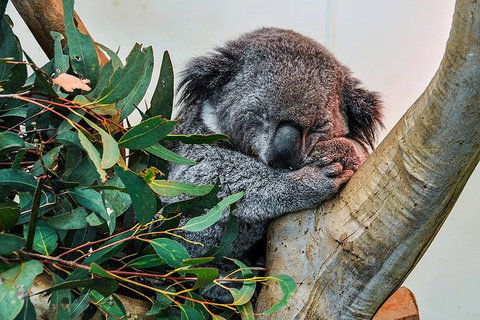 Blue Mountains Highlights & Wildlife Park - VIC Tourism 1
