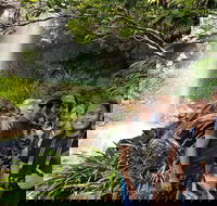 Small group Gold Coast Mountain Tour Springbrook National Park and Mt Tamborine - VIC Tourism