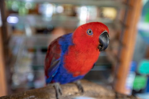 Daintree Rainforest, Cape Tribulation And Bloomfield Track Small Group Tour - VIC Tourism 14