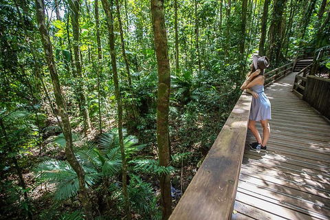 Daintree Rainforest, Cape Tribulation And Bloomfield Track Small Group Tour - VIC Tourism 3