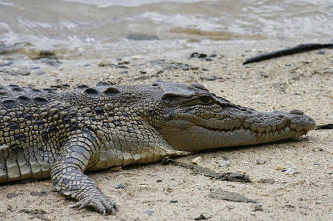 Daintree Rainforest, Cape Tribulation And Bloomfield Track Small Group Tour - VIC Tourism 8