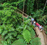 Daintree Rainforest Cape Tribulation and Bloomfield Track Small Group Tour - VIC Tourism