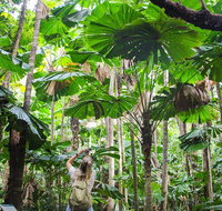 2-Day Cape Tribulation and Daintree Rainforest Tour from Cairns /Port Douglas - VIC Tourism