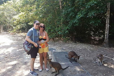 Small Group Daintree Rainforest Tour - VIC Tourism 6
