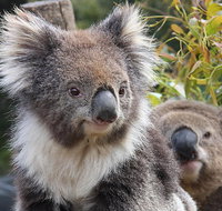 Kuranda Koala Gardens and Birdworld Admission Tickets - VIC Tourism