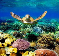 3-Day Best of Cairns Combo The Daintree Rainforest Great Barrier Reef and Kuranda - VIC Tourism