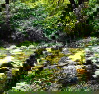 Cairns Daintree Rainforest and Cape Tribulation 2-Day Tour - VIC Tourism