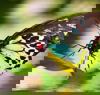 Australian Butterfly Sanctuary - VIC Tourism