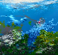 Full Day Snorkel In The Great Barrier Reef - VIC Tourism