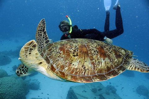 Full Day Snorkel In The Great Barrier Reef - VIC Tourism 4