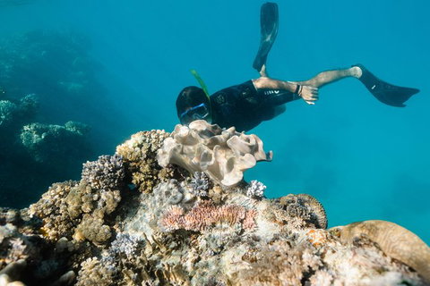 Full Day Snorkel In The Great Barrier Reef - VIC Tourism 5