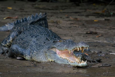 Daintree Afternoon Nocturnal Nature And Wildlife Tour - VIC Tourism 4