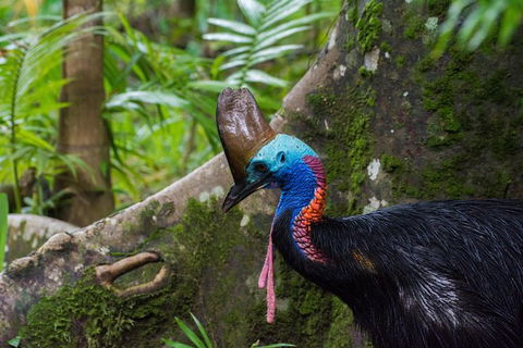Daintree Afternoon Nocturnal Nature And Wildlife Tour - VIC Tourism 0