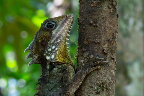 Daintree Afternoon Nocturnal Nature And Wildlife Tour - VIC Tourism 1