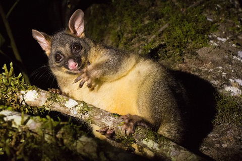 Daintree Afternoon Nocturnal Nature And Wildlife Tour - VIC Tourism 7