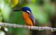 Daintree Afternoon Nocturnal Nature And Wildlife Tour - thumb 2