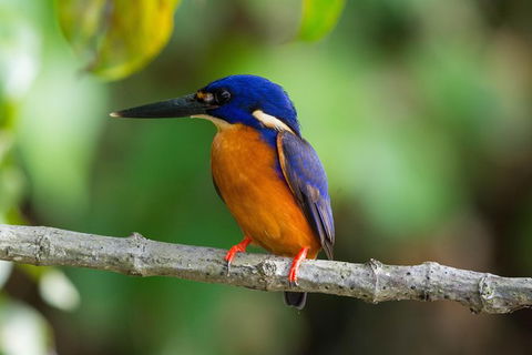 Daintree Afternoon Nocturnal Nature And Wildlife Tour - VIC Tourism 2
