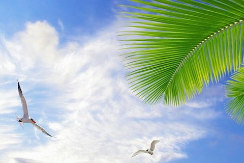 Airport Transfer - Mission Beach To Cairns Airport - VIC Tourism 4