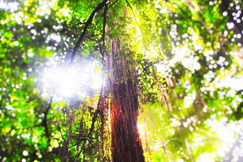 Airport Transfer - Mission Beach To Cairns Airport - VIC Tourism 1