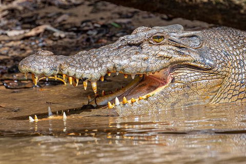 Daintree River Sunset Cruise - VIC Tourism 6