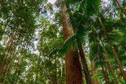 3-Day Fraser Island Hiking And 4WD Adventure From Hervey Bay - VIC Tourism 1