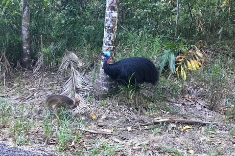 Daintree Luxury Limousine Tour - Full Day - VIC Tourism 8