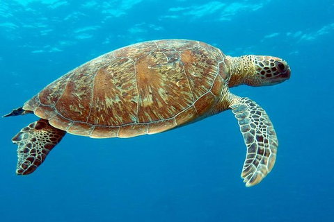 Cairns & Port Douglas All-Inclusive 7 Days Touring Package - VIC Tourism 1