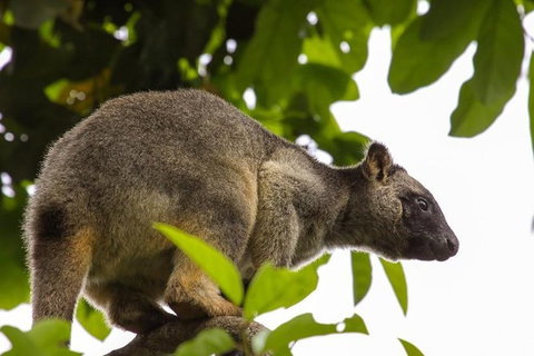 Cairns & Port Douglas All-Inclusive 7 Days Touring Package - VIC Tourism 8