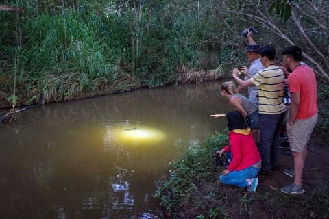 Rainforest & Nocturnal Wildlife Tour - VIC Tourism 0