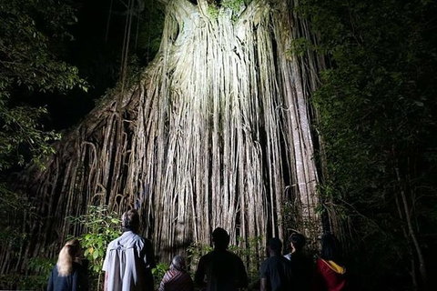 Rainforest & Nocturnal Wildlife Tour - VIC Tourism 4