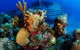 PADI Diving Courses On The Gold Coast - thumb 3