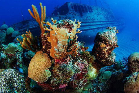 PADI Diving Courses On The Gold Coast - VIC Tourism 3