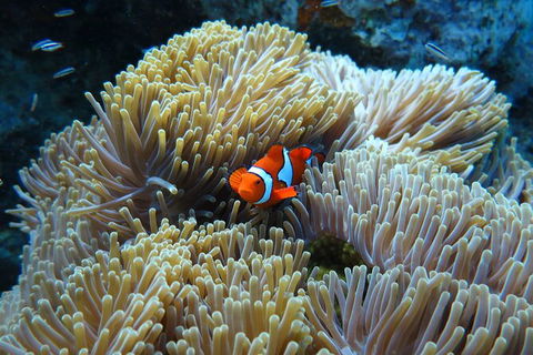 PADI Diving Courses On The Gold Coast - VIC Tourism 4